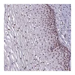 Atlas Antibodies Anti-ZNF575 Antibody