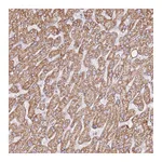 Atlas Antibodies Anti-ZNF584 Antibody