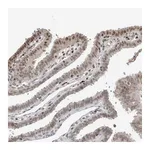 Atlas Antibodies Anti-ZNF592 Antibody