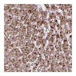 Atlas Antibodies Anti-ZNF596 Antibody