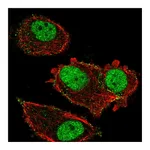 Atlas Antibodies Anti-ZNF605 Antibody