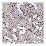 Atlas Antibodies Anti-ZNF607 Antibody
