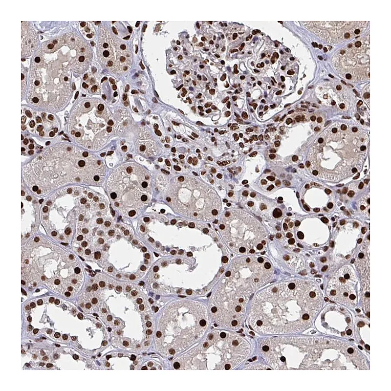 Atlas Antibodies Anti-ZNF607 Antibody