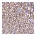 Atlas Antibodies Anti-ZNF615 Antibody