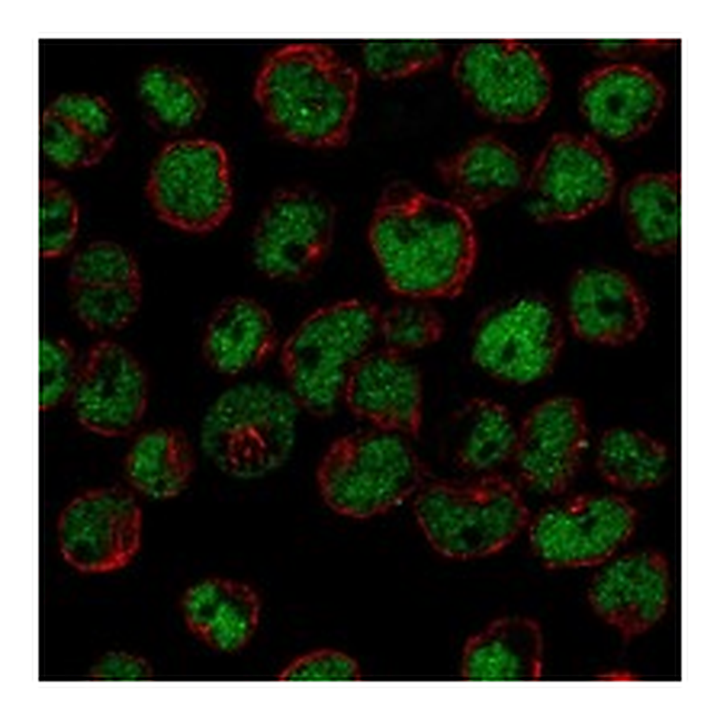 Atlas Antibodies Anti-ZNF608 Antibody
