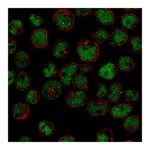 Atlas Antibodies Anti-ZNF608 Antibody
