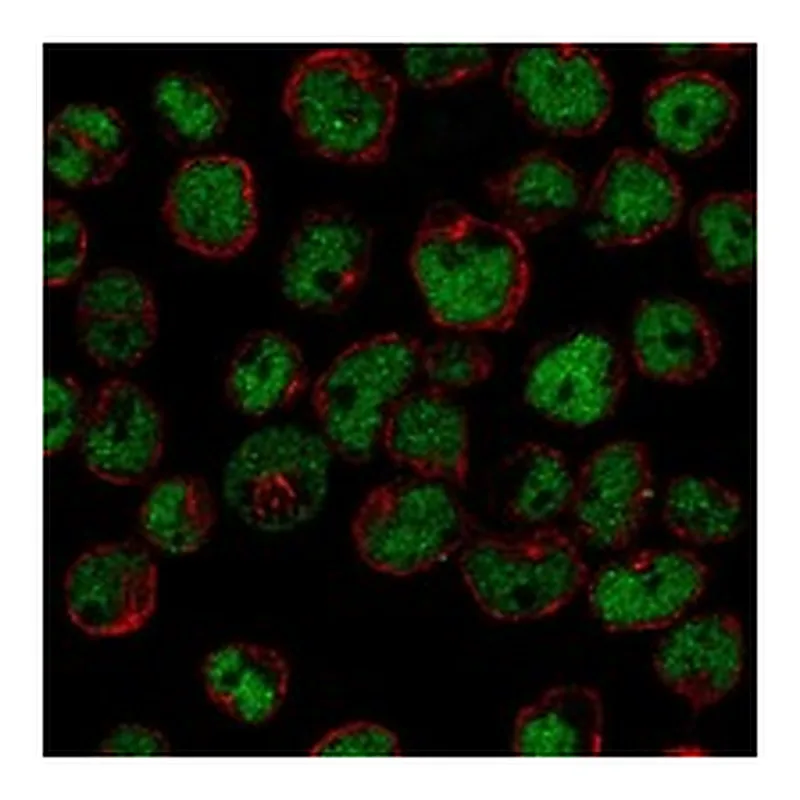 Atlas Antibodies Anti-ZNF608 Antibody