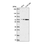 Atlas Antibodies Anti-ZNF616 Antibody