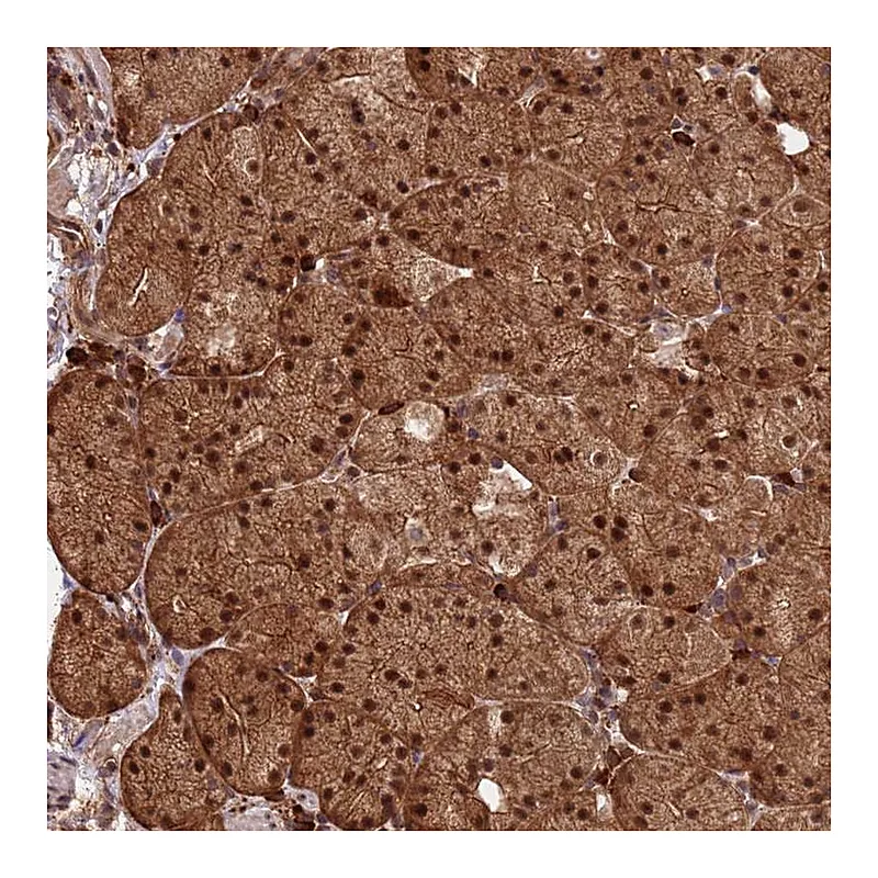 Atlas Antibodies Anti-ZNF619 Antibody