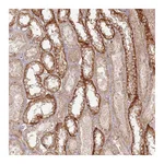 Atlas Antibodies Anti-ZNF623 Antibody