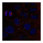 Atlas Antibodies Anti-ZNF620 Antibody