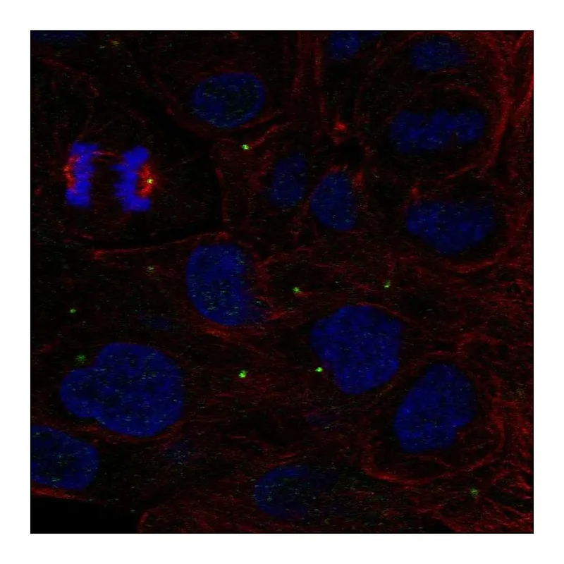 Atlas Antibodies Anti-ZNF620 Antibody