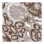 Atlas Antibodies Anti-ZNF620 Antibody