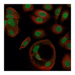 Atlas Antibodies Anti-ZNF629 Antibody