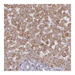 Atlas Antibodies Anti-ZNF644 Antibody