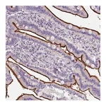 Atlas Antibodies Anti-ZNF648 Antibody