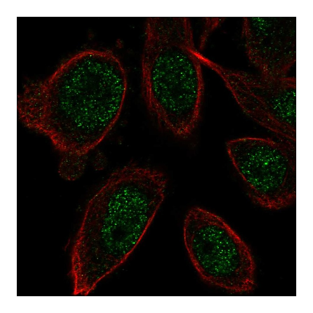 Atlas Antibodies Anti-ZNF664 Antibody