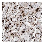 Atlas Antibodies Anti-ZNF703 Antibody