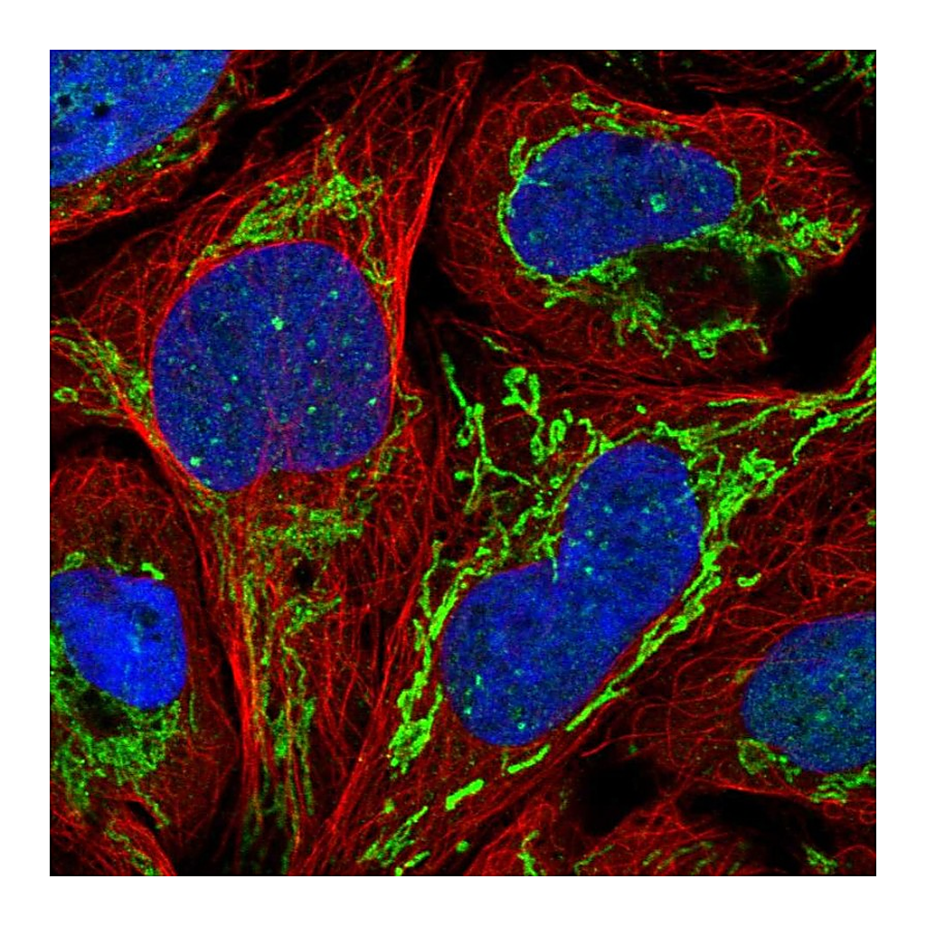 Atlas Antibodies Anti-ZNF7 Antibody