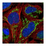 Atlas Antibodies Anti-ZNF7 Antibody