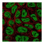 Atlas Antibodies Anti-ZNF709 Antibody