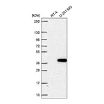 Atlas Antibodies Anti-ZNF713 Antibody