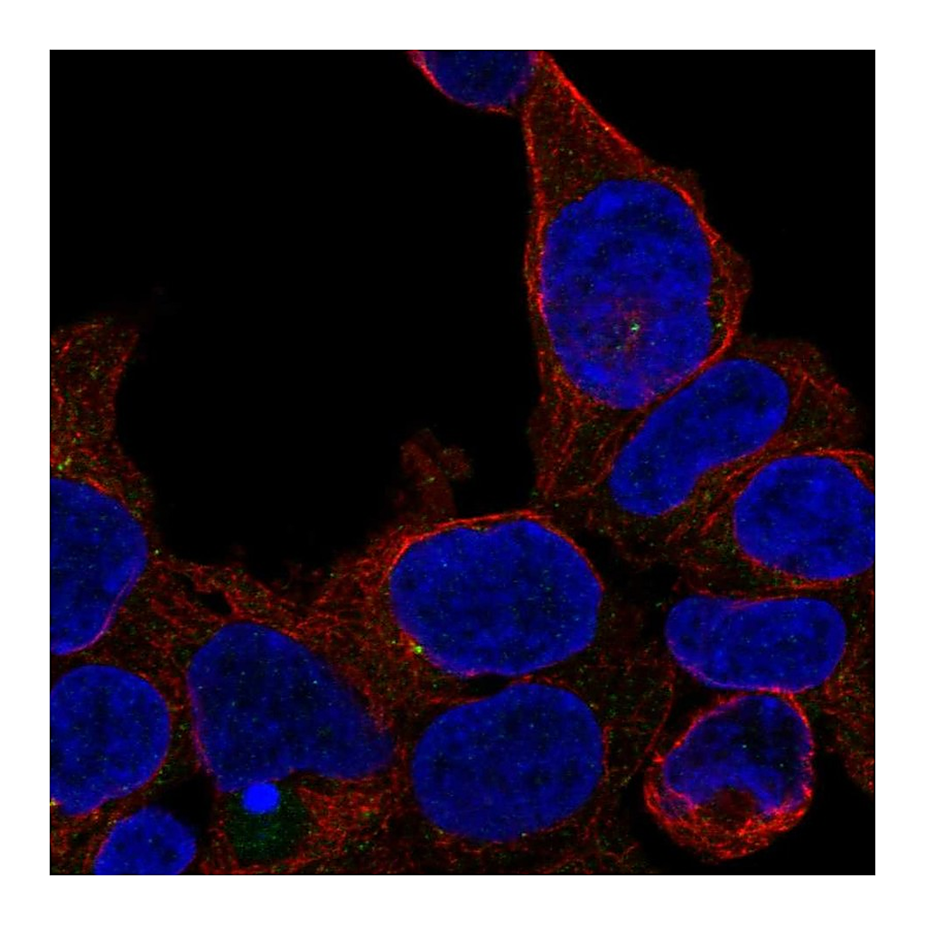 Atlas Antibodies Anti-ZNF747 Antibody