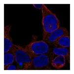 Atlas Antibodies Anti-ZNF747 Antibody