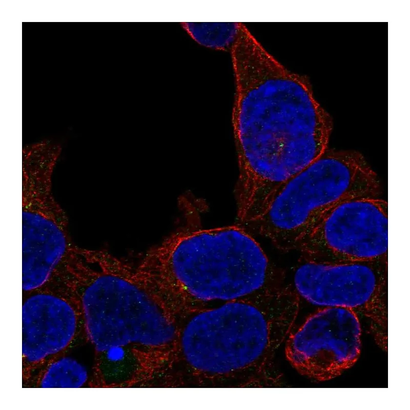 Atlas Antibodies Anti-ZNF747 Antibody