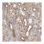 Atlas Antibodies Anti-ZNF75A Antibody