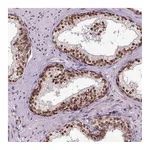 Atlas Antibodies Anti-ZNF75D Antibody