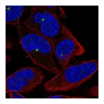 Atlas Antibodies Anti-ZNF766 Antibody