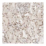 Atlas Antibodies Anti-ZNF768 Antibody