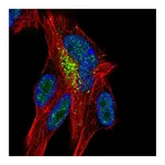 Atlas Antibodies Anti-ZNF768 Antibody