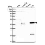 Atlas Antibodies Anti-ZNF771 Antibody