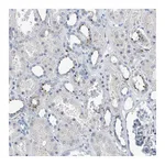 Atlas Antibodies Anti-ZNF772 Antibody
