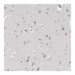 Atlas Antibodies Anti-ZNF770 Antibody