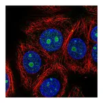 Atlas Antibodies Anti-ZNF771 Antibody