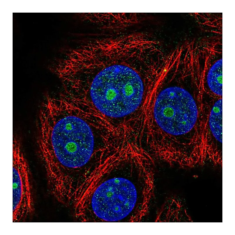 Atlas Antibodies Anti-ZNF771 Antibody