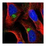 Atlas Antibodies Anti-ZNF774 Antibody