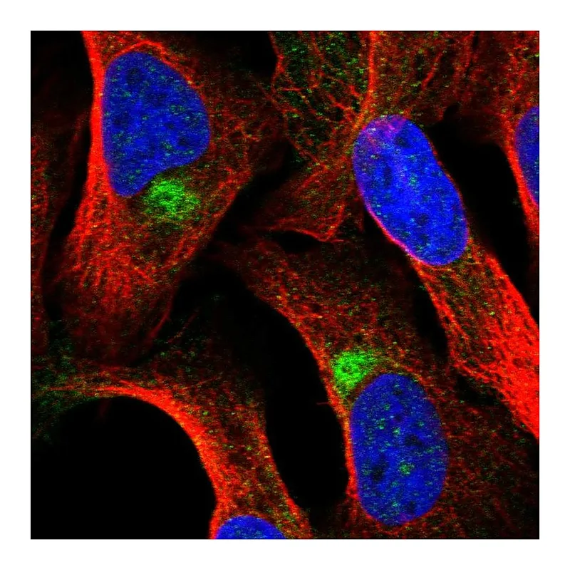 Atlas Antibodies Anti-ZNF774 Antibody