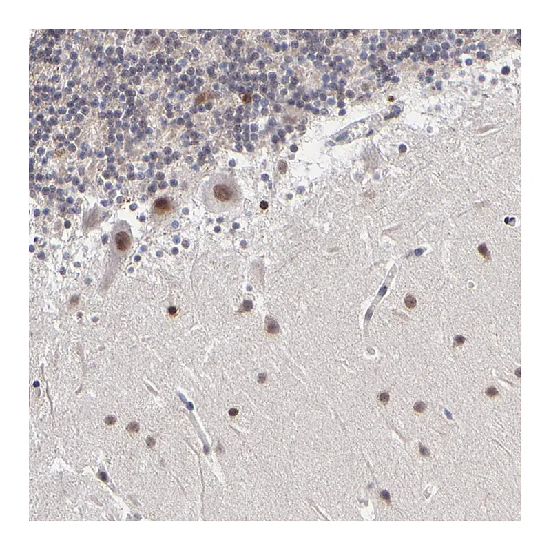 Atlas Antibodies Anti-ZNF773 Antibody