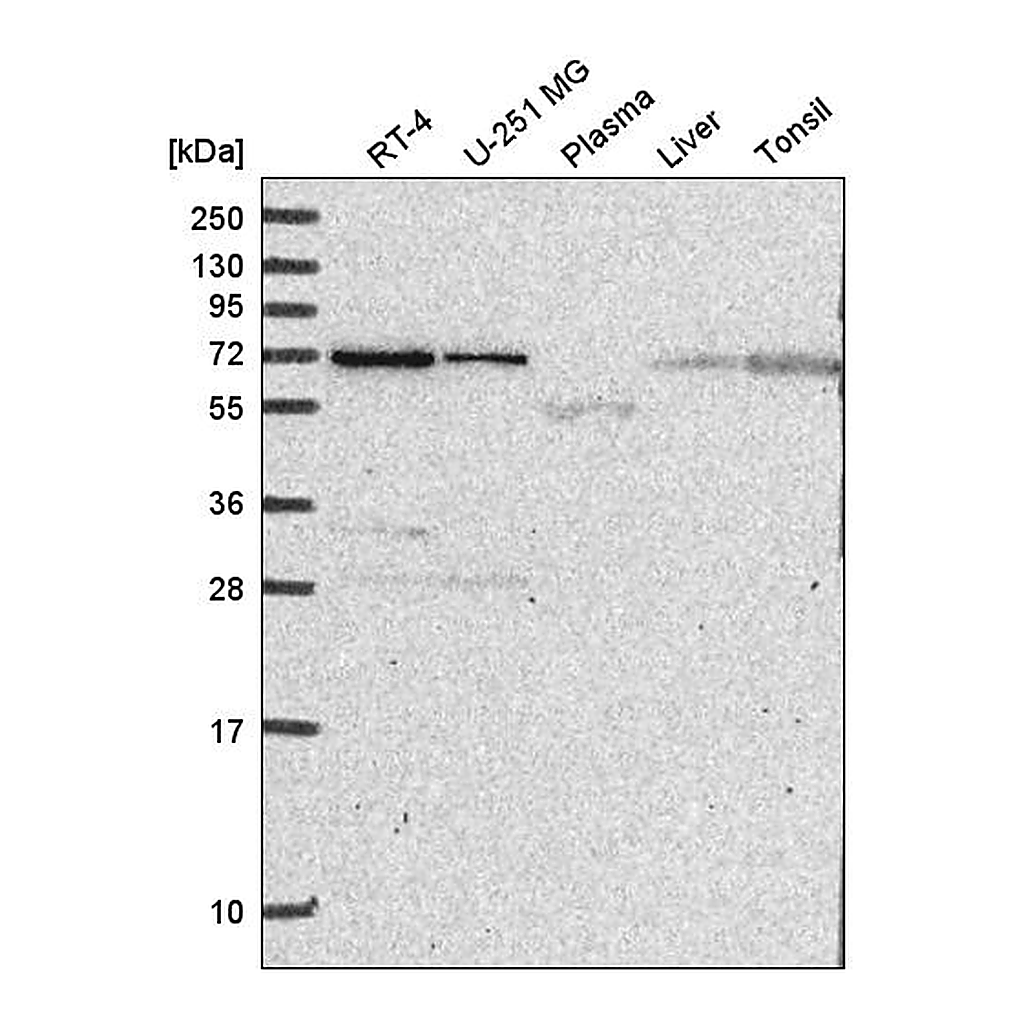 Atlas Antibodies Anti-ZNF786 Antibody
