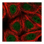 Atlas Antibodies Anti-ZNF789 Antibody