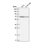 Atlas Antibodies Anti-ZNF792 Antibody