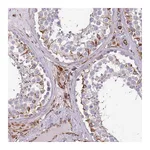 Atlas Antibodies Anti-ZNF786 Antibody