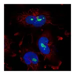 Atlas Antibodies Anti-ZNF800 Antibody