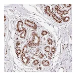 Atlas Antibodies Anti-ZNF80 Antibody