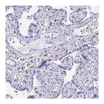 Atlas Antibodies Anti-ZNF850 Antibody