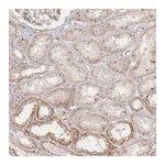 Atlas Antibodies Anti-ZNF852 Antibody